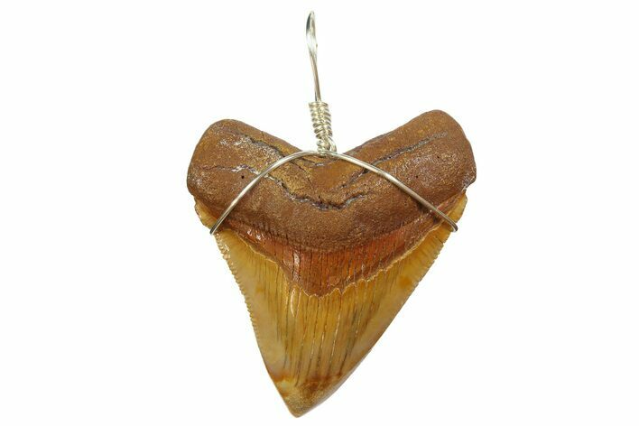 Fossil Megalodon Tooth Necklace #173864